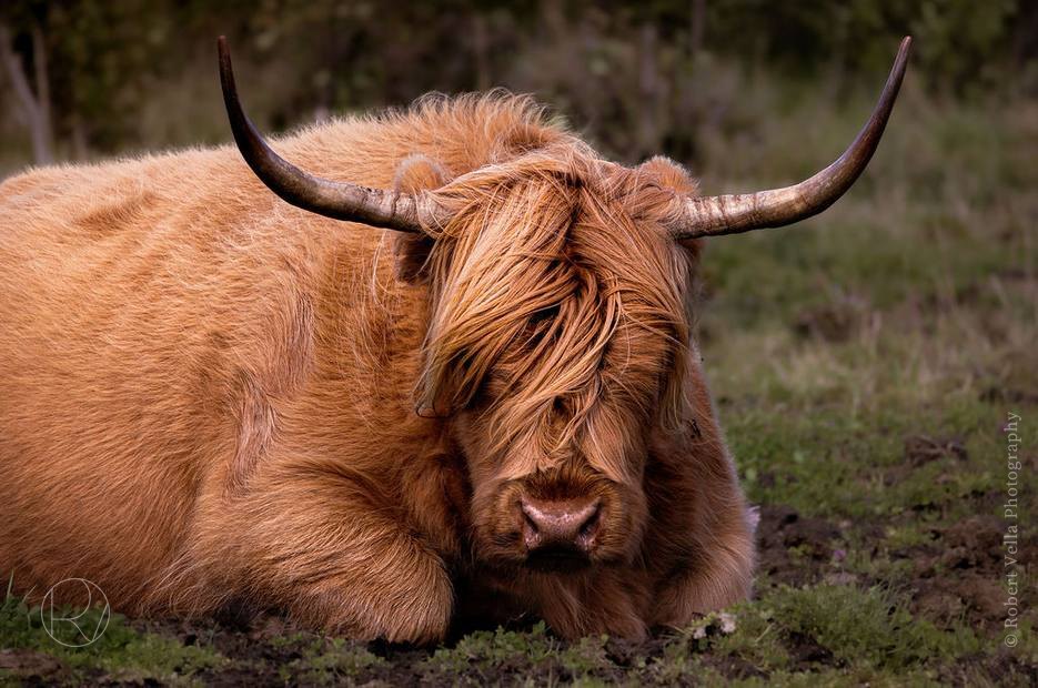A highland cow lying in wet grass, its long fringe falling over its eyes