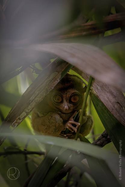 A monkey looking out through broad green leaves