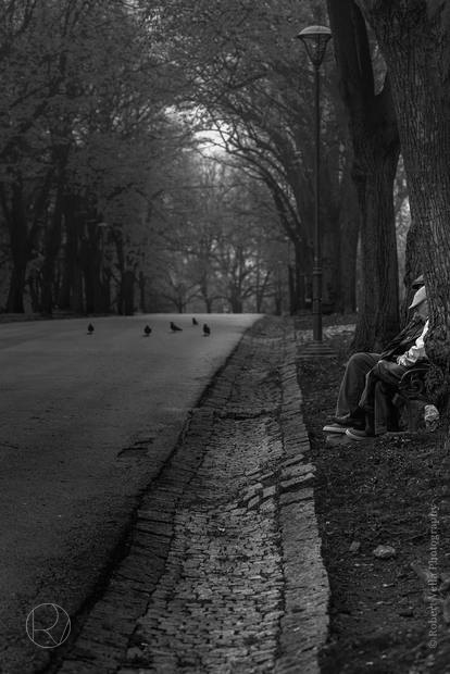 An avenue of bare trees in a park, a man alone on a bench