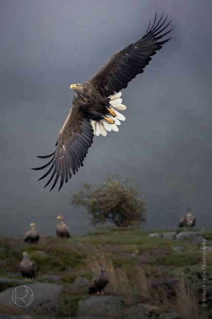 A white-tailed eagle in flight, wings fully spread over the rocks